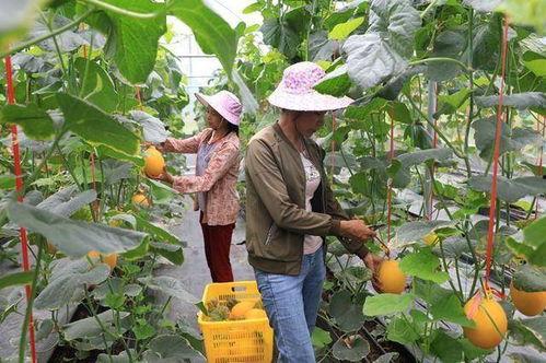 龙南网红吃瓜,揭秘网络舆论背后的真相