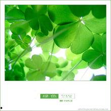 吃瓜四叶草娱乐,揭秘娱乐圈幕后故事